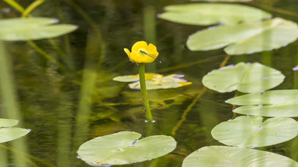2. Стрекоза на кубышке... © NickFW.ru — 04.07.2025г.