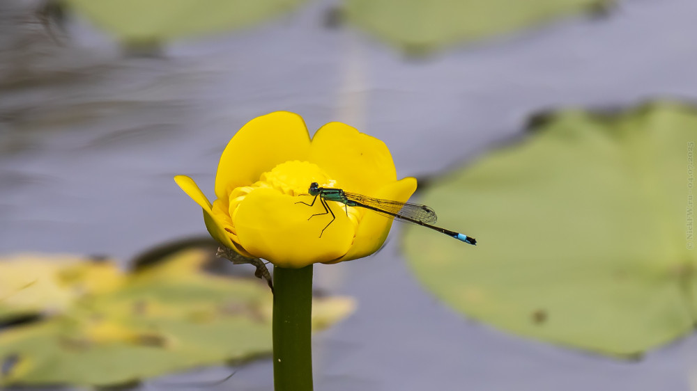 1. Стрекоза на кубышке... © NickFW.ru — 04.07.2025г.