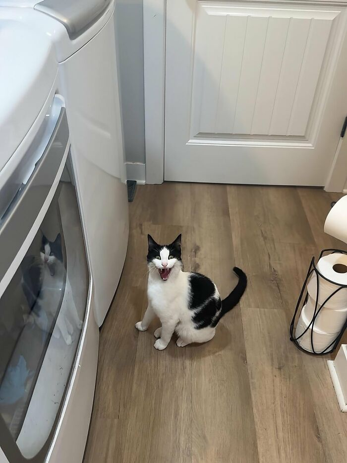 ÐÑÑÐ¾ÑÐ½Ð¸Ðº: @catlollies