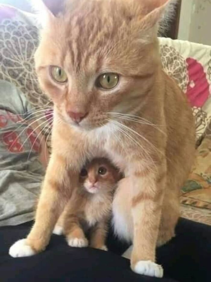 ÐÑÑÐ¾ÑÐ½Ð¸Ðº: @catlollies