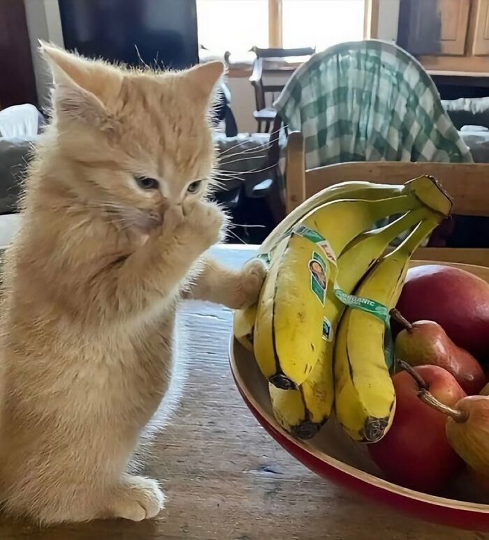 ÐÑÑÐ¾ÑÐ½Ð¸Ðº: @catlollies