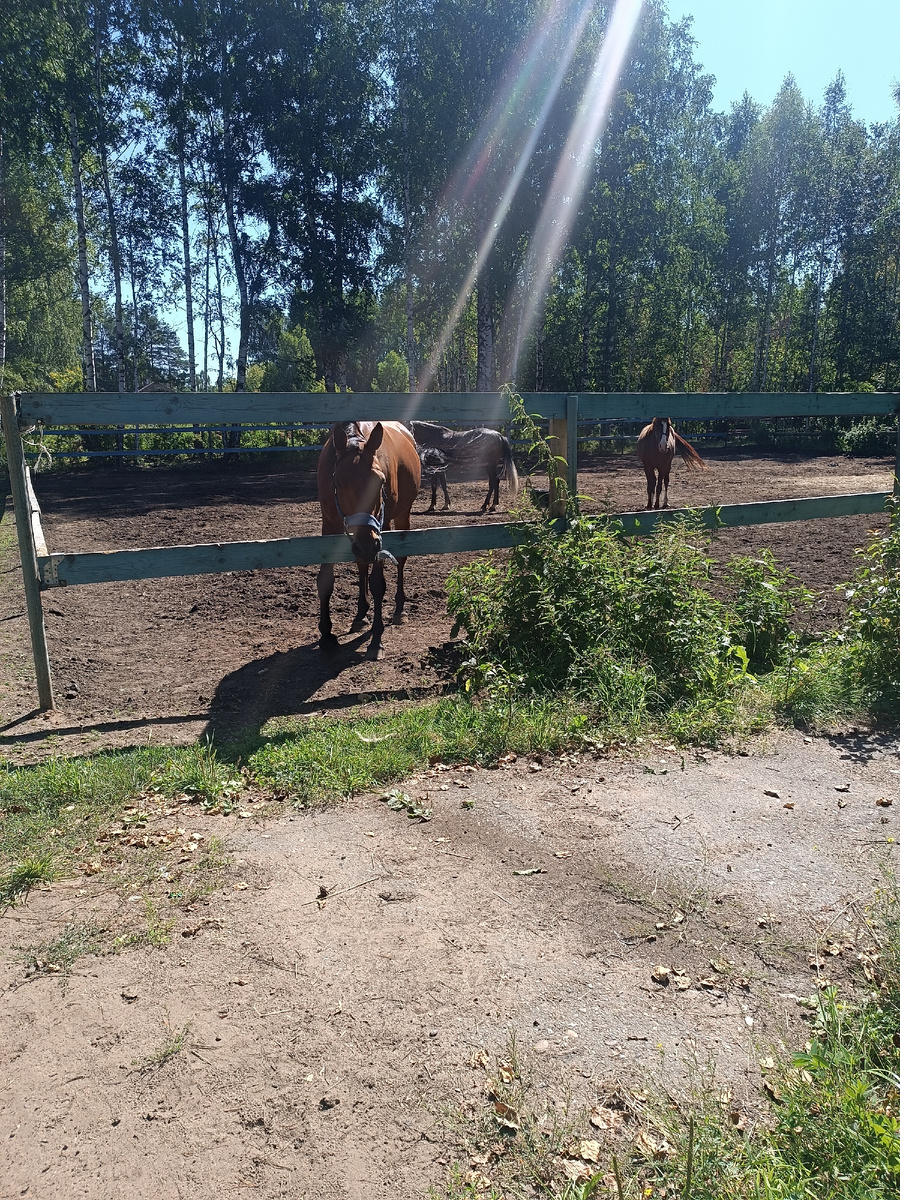 Конюшня расположена на территории бывшего пионерского лагеря 