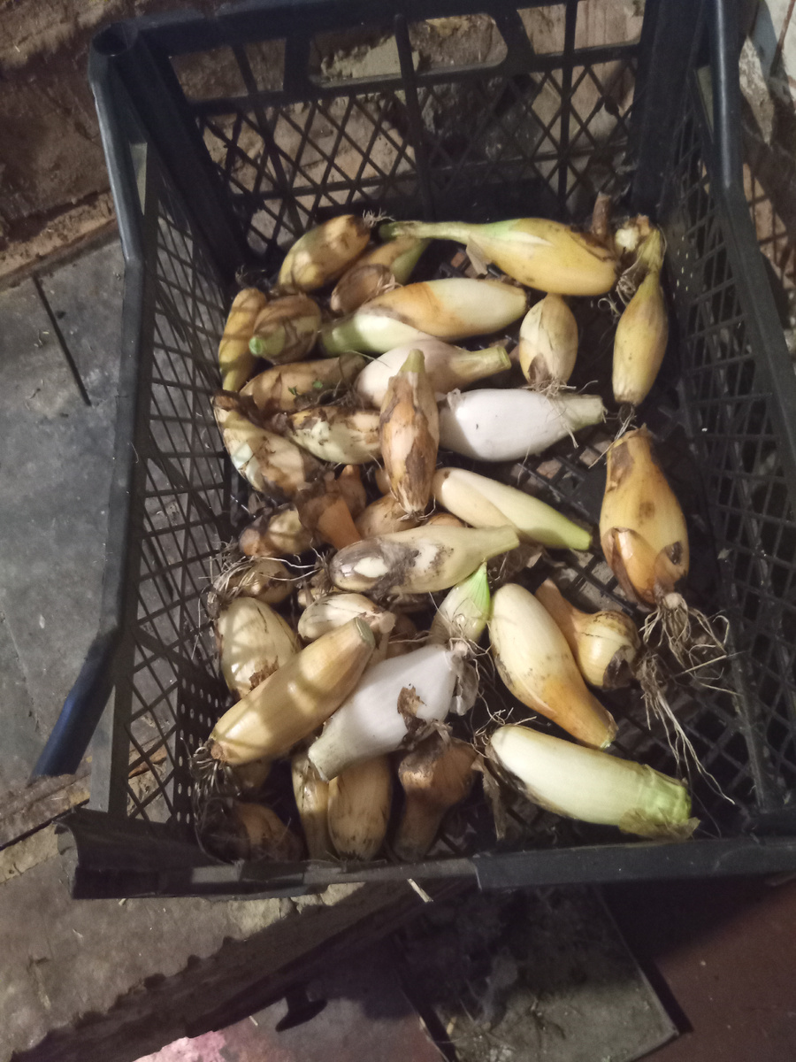 И размерчик нормальный. А мелочь там это семейный хоровод озимый.