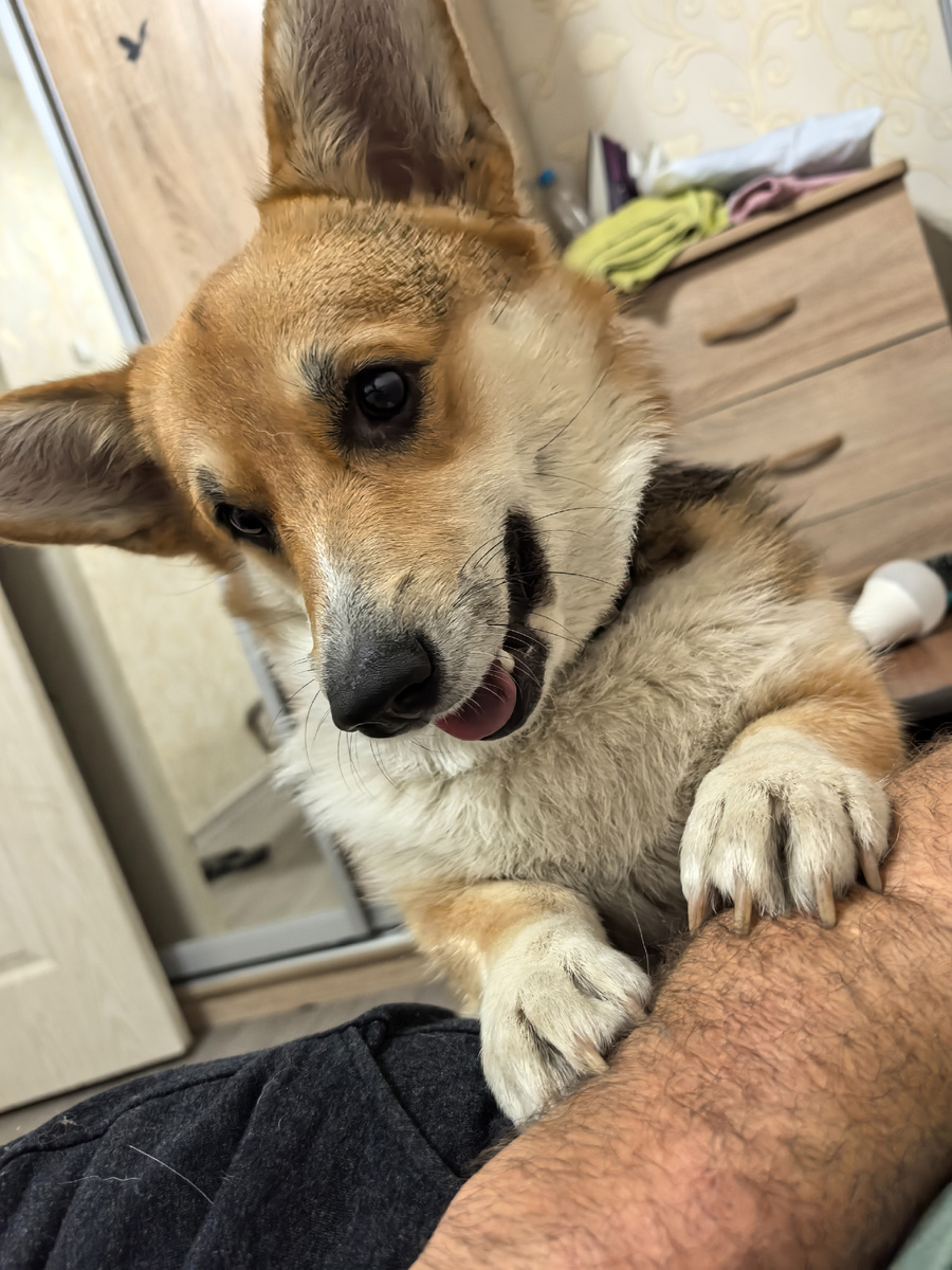 Играют с папой 