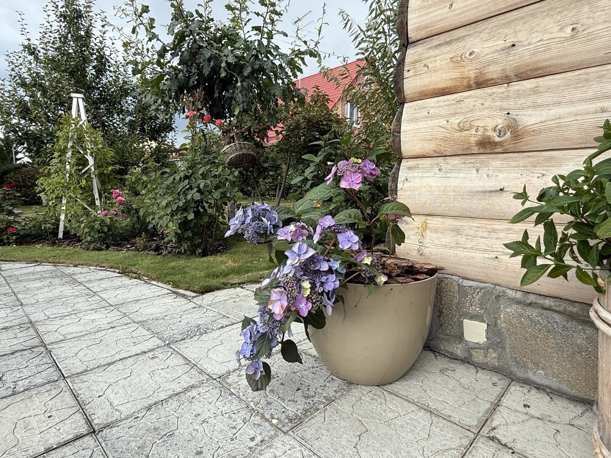 Гортензия крупнолистная. Фото автора канала Дом с кипарисами