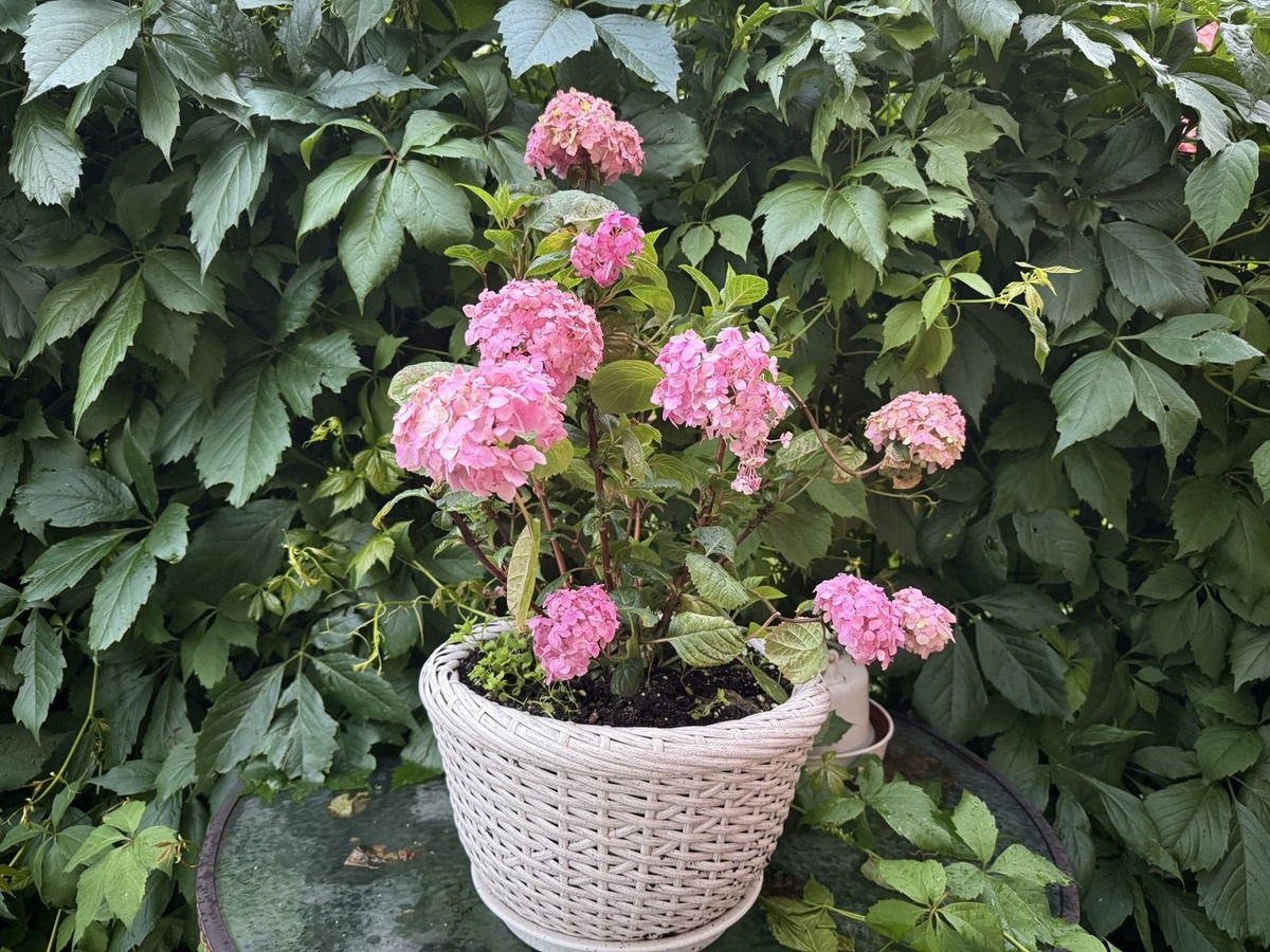 Гортензия крупнолистная. Фото автора канала Дом с кипарисами