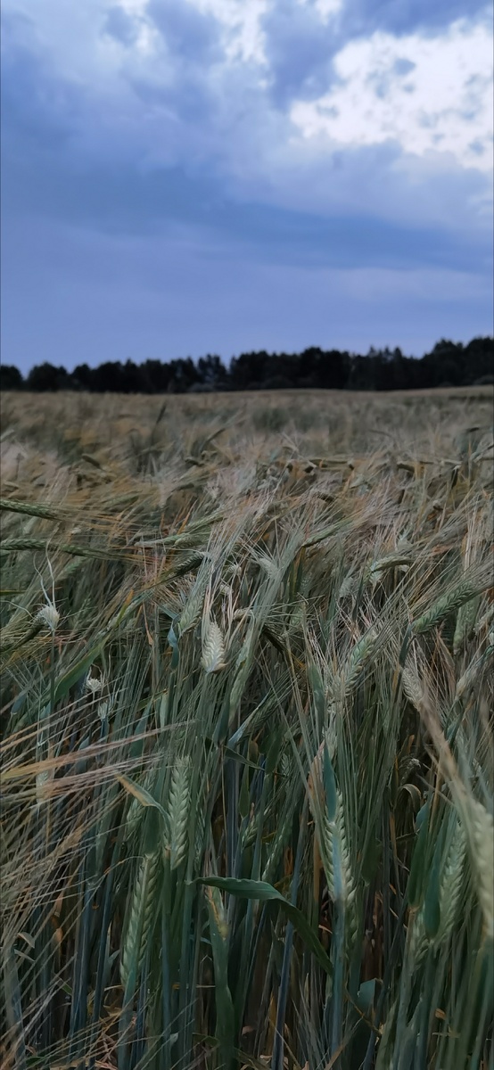 Есть короткое видео как ржаное поле волнуется