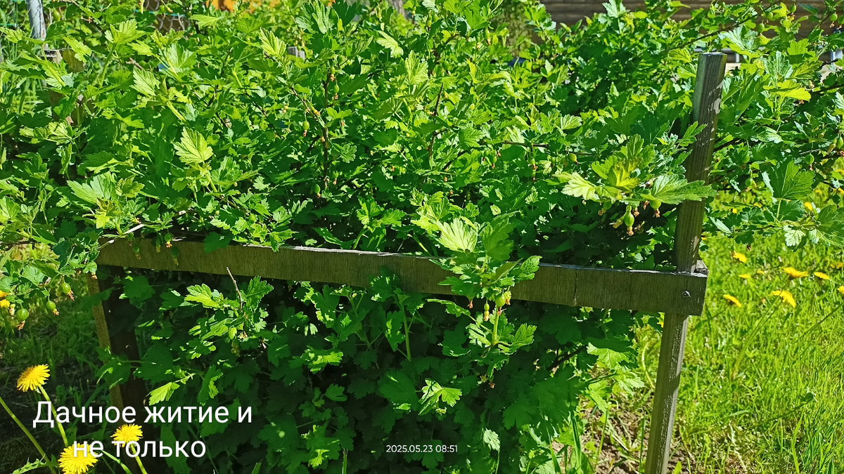 Мой крыжовник в мае