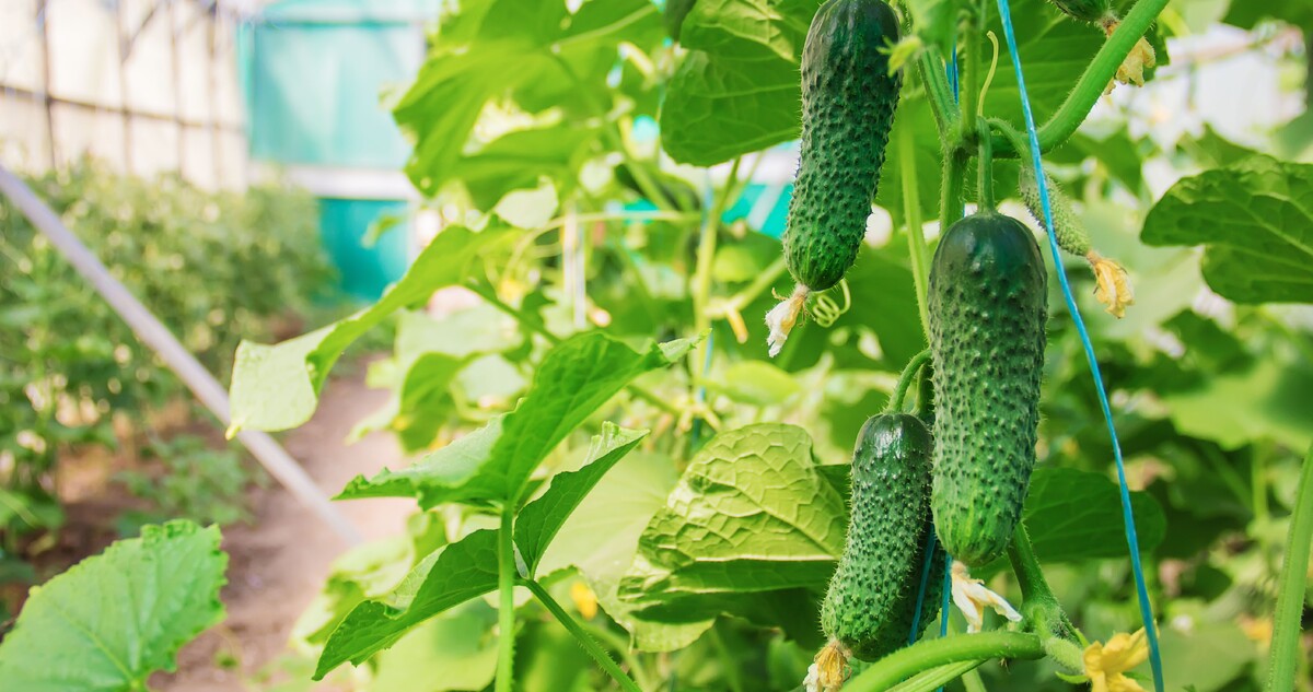 источник: https://www.peterpeat.ru/piggybank/ovoshchi-i-zelen/ogurtcy/