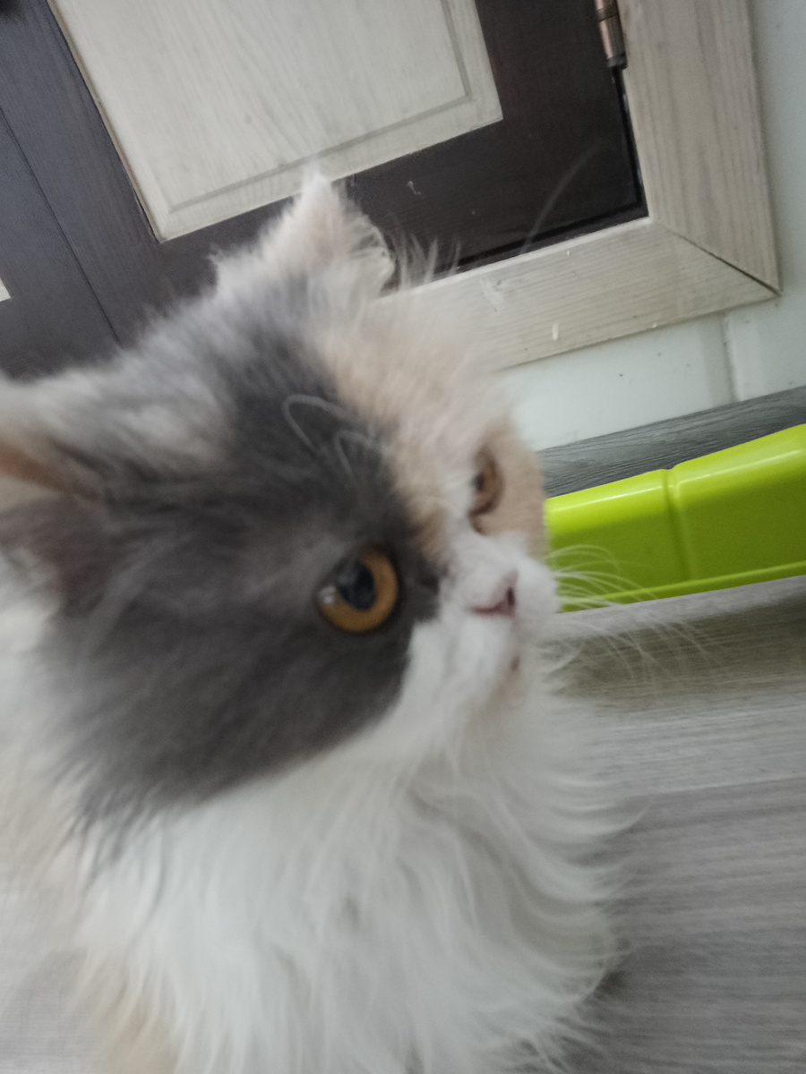 Кошка наша в ШОКолодЕ