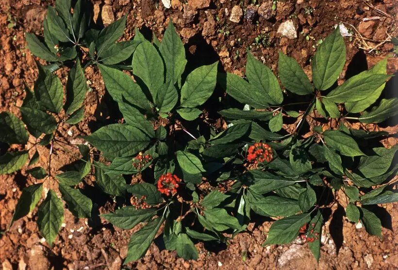  Первые упоминания о женьшене как о лечебном растении относятся к I веку до н.э.   © РИА Новости. О. Журба