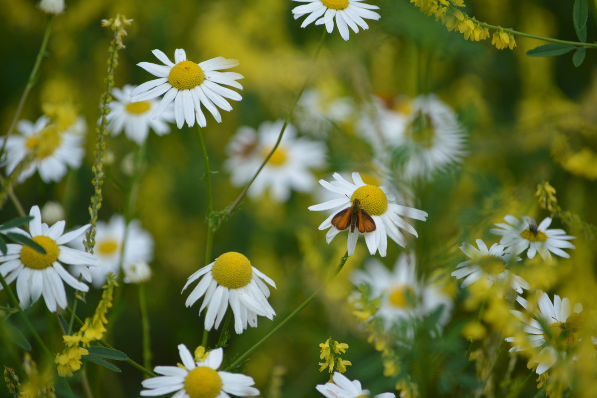 Всё живое проходит цикл от зарождения до завершения, и наша задача - использовать подходящие энергии для своих целей и задач, чтобы ускорить получение желаемого