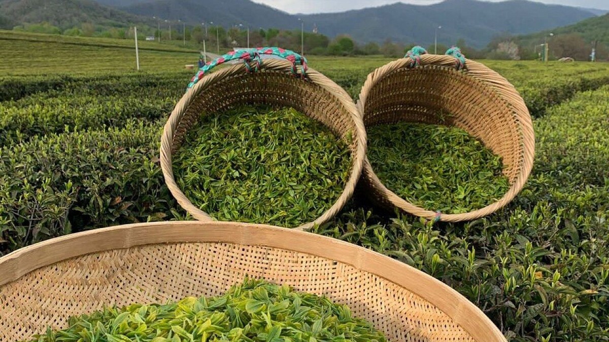    Фото: телеканал «Краснодар»