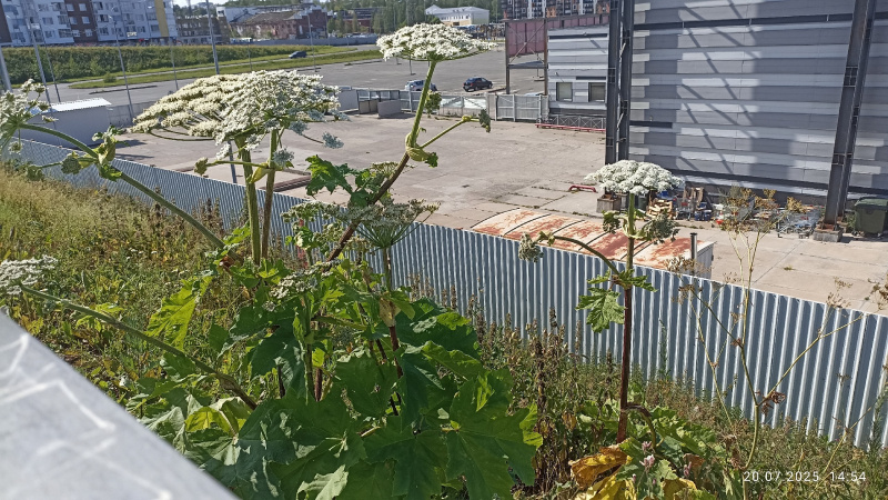    Борщевик добрался до центра Петрозаводскапаблик «Весь Петрозаводск | Карелия»