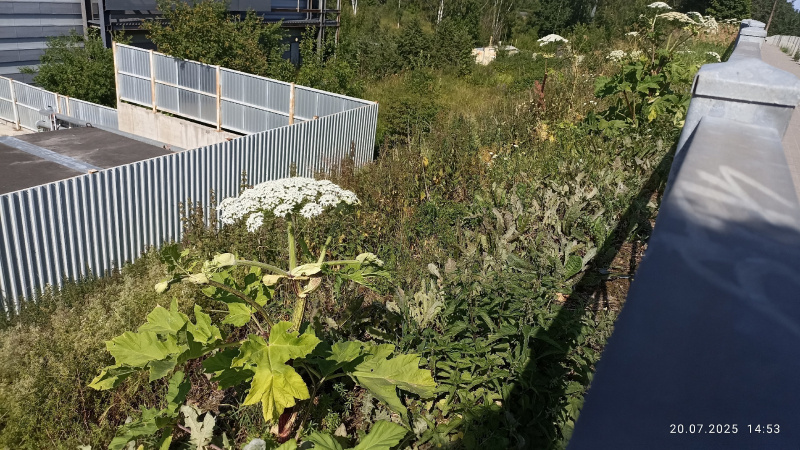    Борщевик добрался до центра Петрозаводскапаблик «Весь Петрозаводск | Карелия»