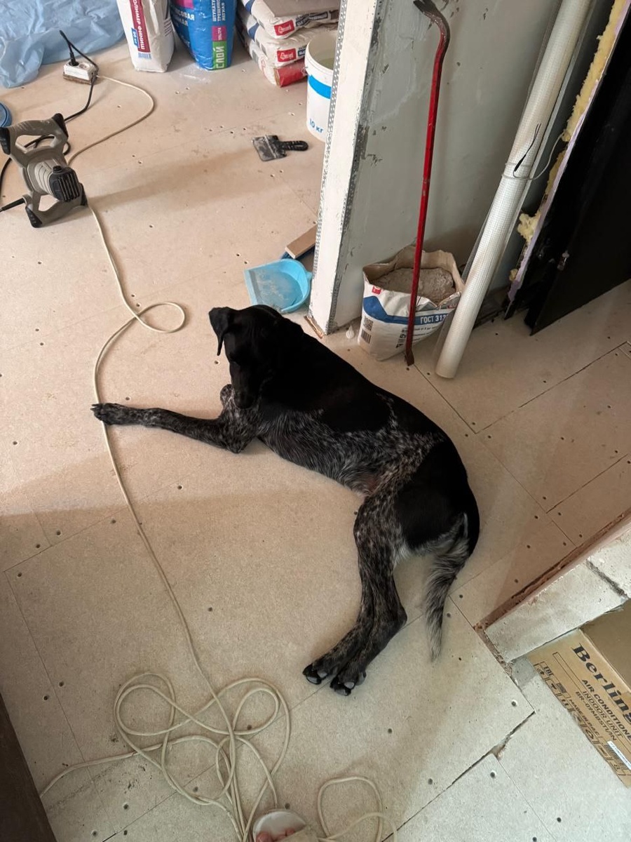 Помогает папе с ремонтом)