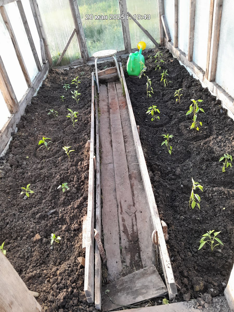 Ближе ко второй двери посадила остатки помидор.