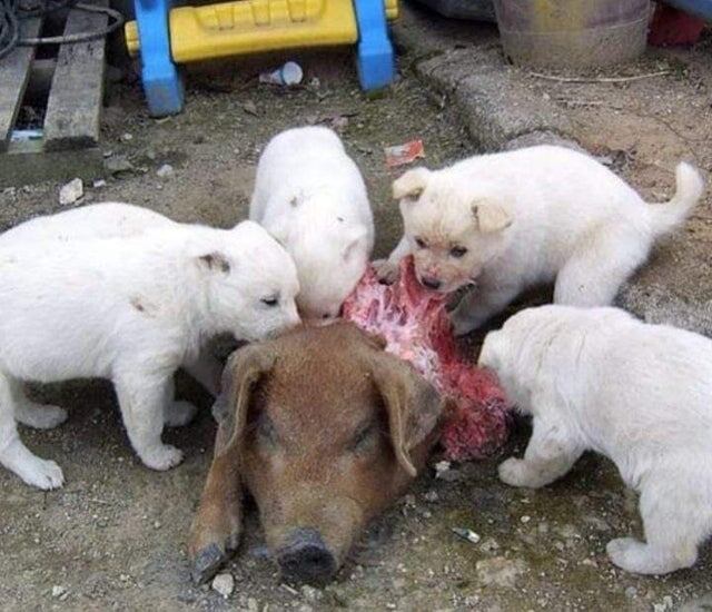 Фото из интернета. Доедают свинью.