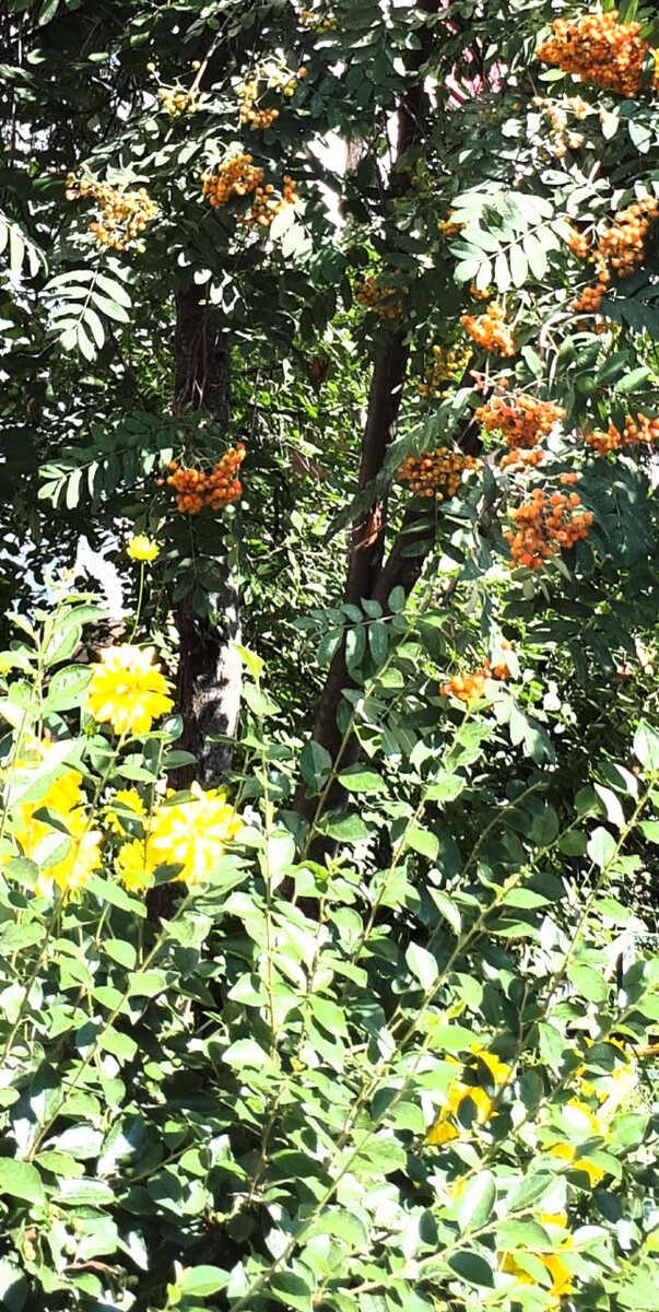 Фото автора статьи 18.07.2025г.