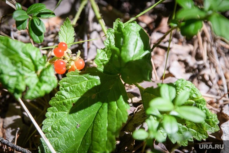 Костяника, а также две другие ее родственницы, имеет много полезных качеств. Фото: Илья Московец © URA.RU