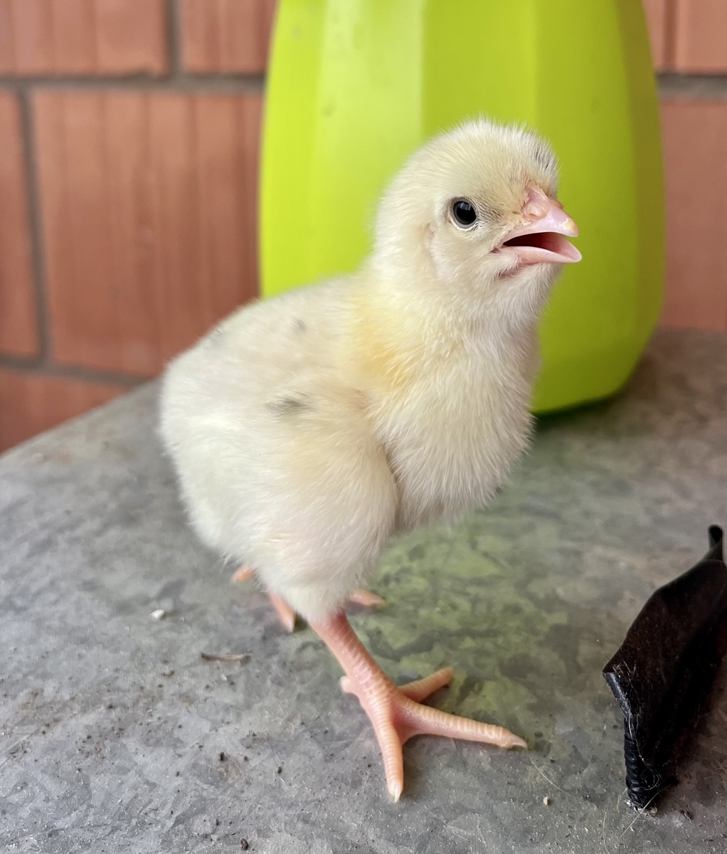 Суточный Кобб-500