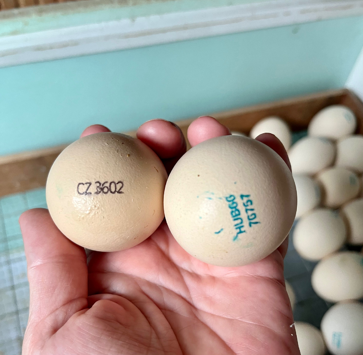 Слева - чешское яйцо, справа венгерское.