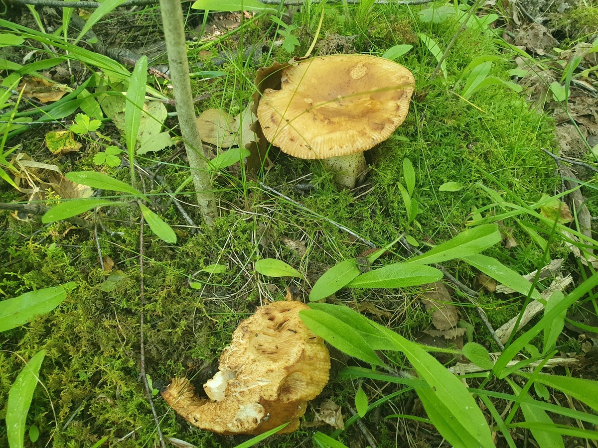 Валуй (Russula foetens)