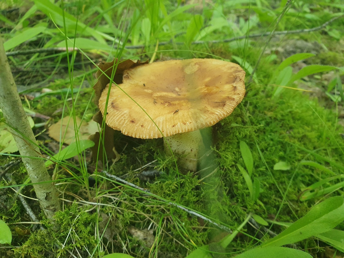 Валуй (Russula foetens)