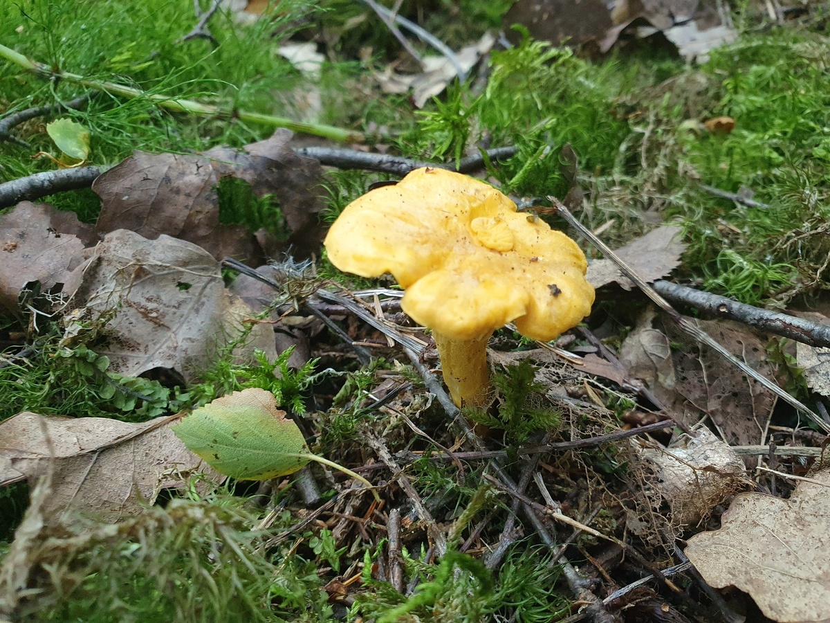 Лисичка обыкновенная (Cantharellus cibarius)