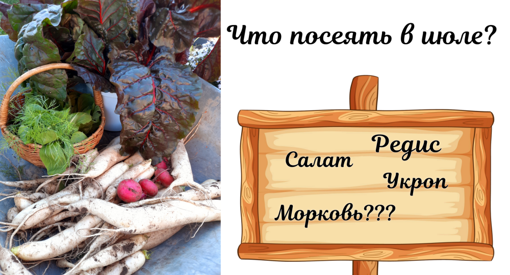 Что посеять после чеснока? Насчитала больше 20-ти культур, некоторые вас удивят