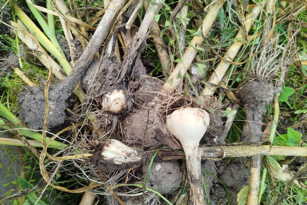  Чеснок сгнил