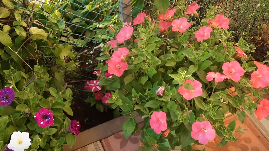 Обрезаю вытянувшуюся петунию по дедовскому методу в июле. За 14 дней получается пышный шар без единой подкормки