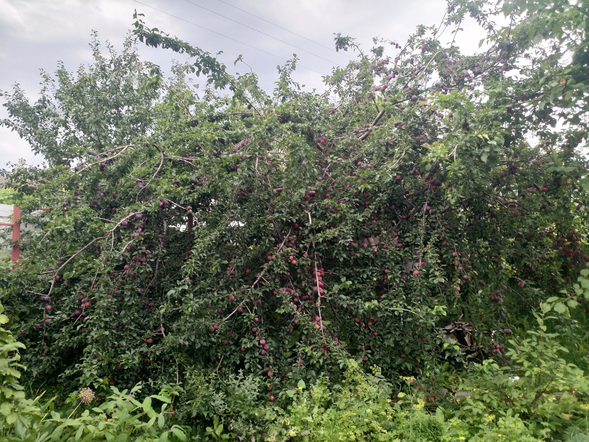 Масштабы ягодного апокалипсиса