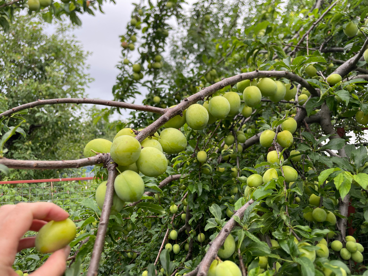 Перед нормировкой