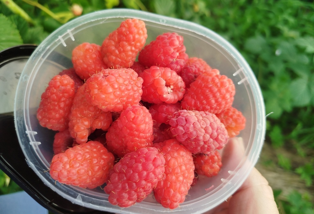  Малина Патриция