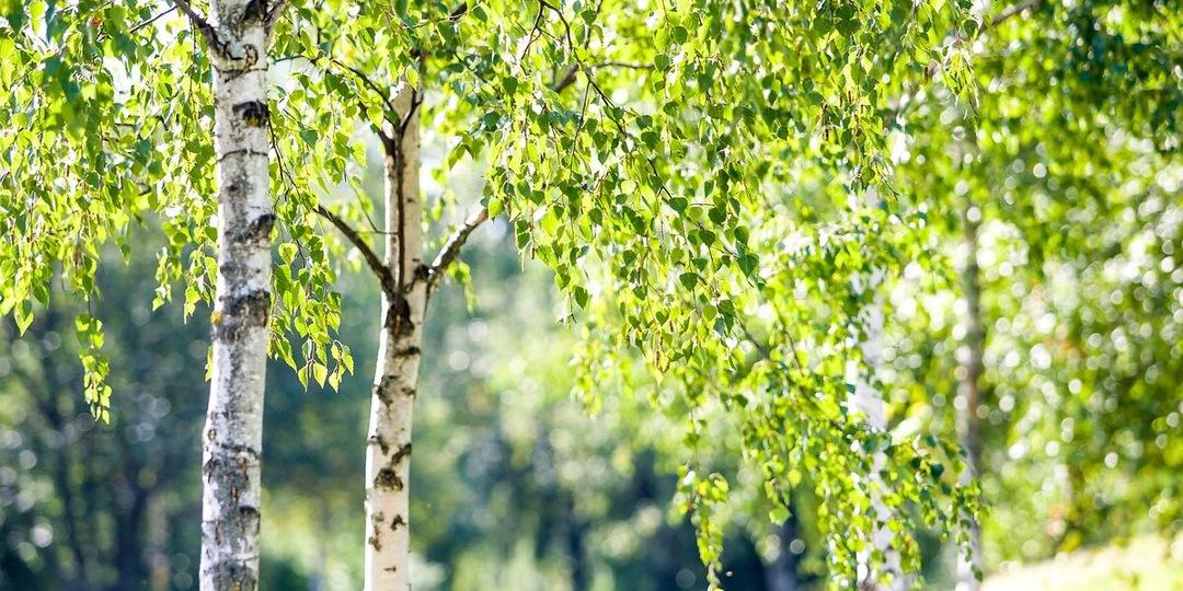 Польза березы для здоровья человека