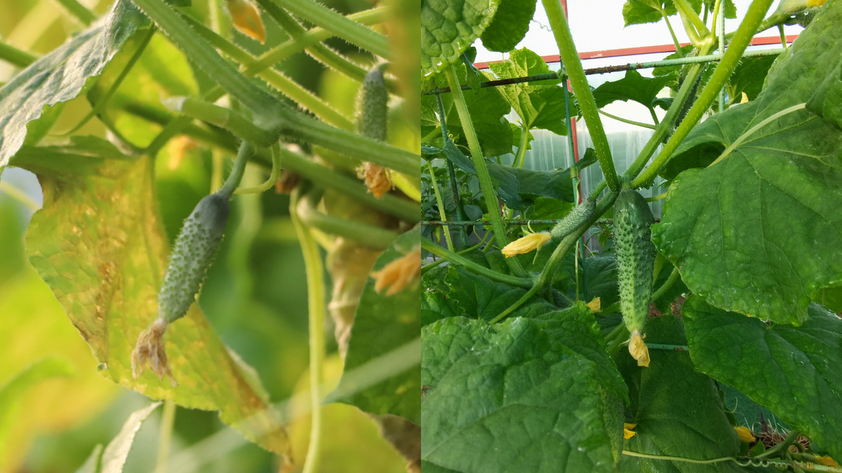 Результат применения зольной подкормки с уксусом - разница очевидна