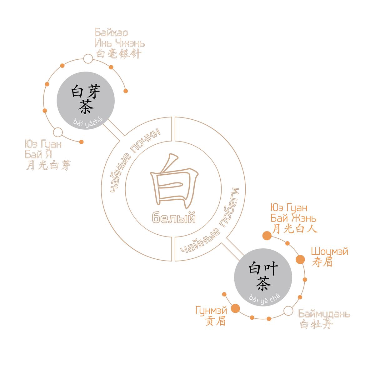 Инфографика: классификация белого чая