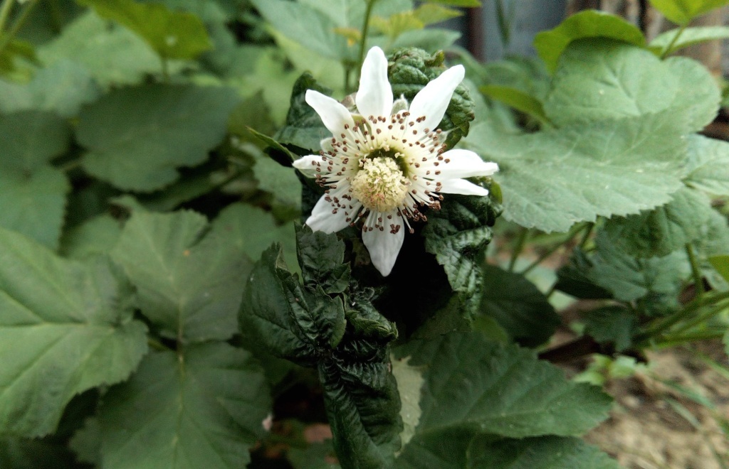  Ежевика цветет