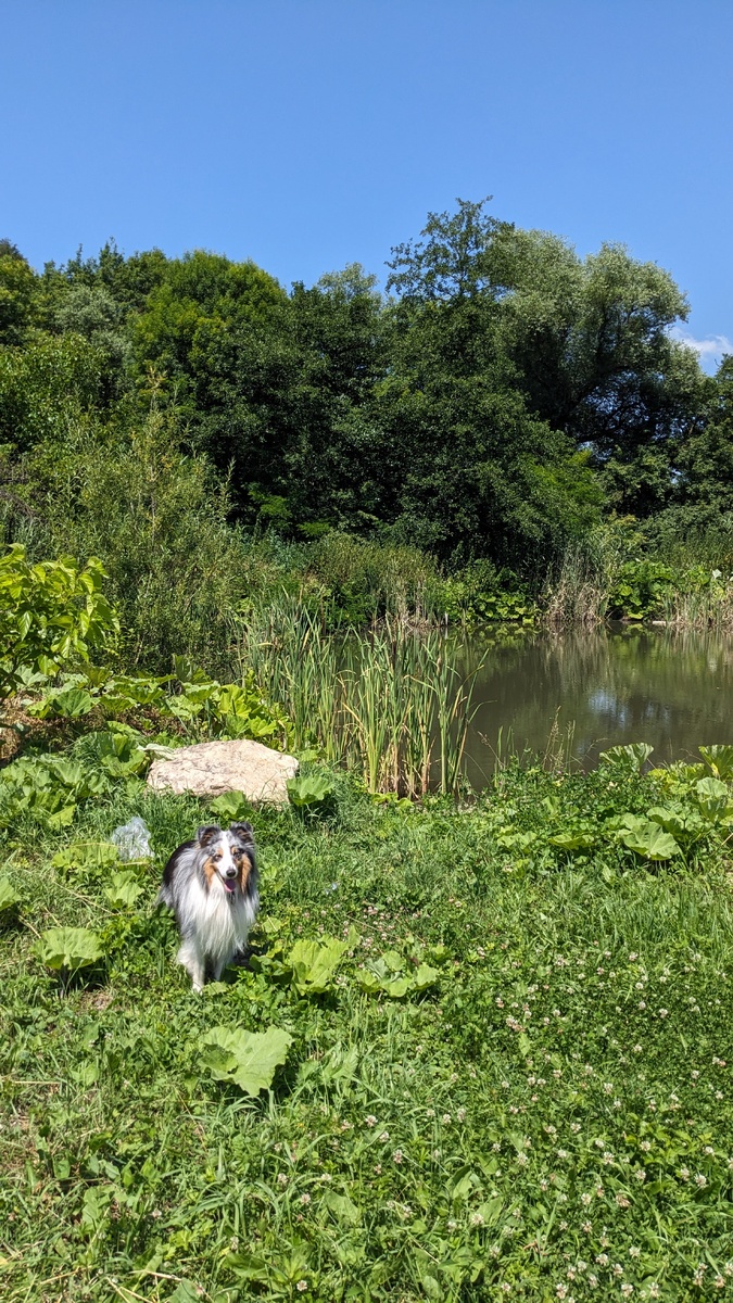 Пруд в деревне 