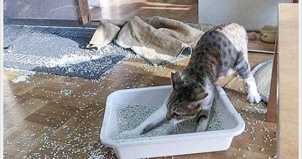 Хотела кошек, но не хотела убирать. Отец проучил дочь, когда та решила схитрить - просто и неожиданно