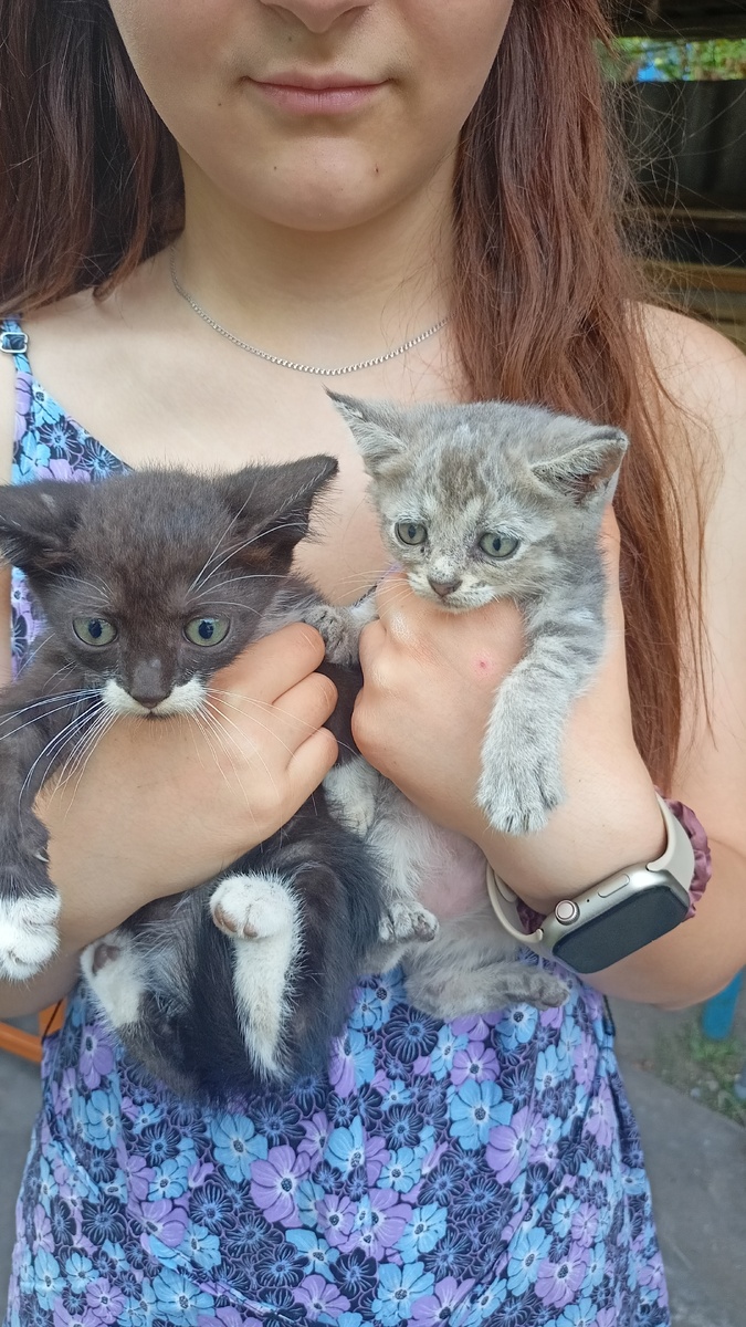 Выбирала между этими двумя котятами. Черненький раскраску имеет интересну.ю, одни усищи чего стоят! Но у серенького такие несчастные глаза, поэтому решили его взять. Фото автора.