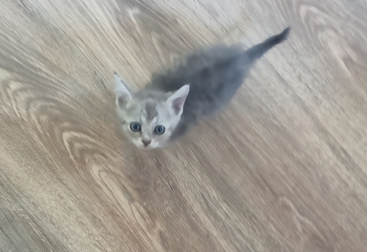 Серенький малыш обживается в новом доме. Фото автора.