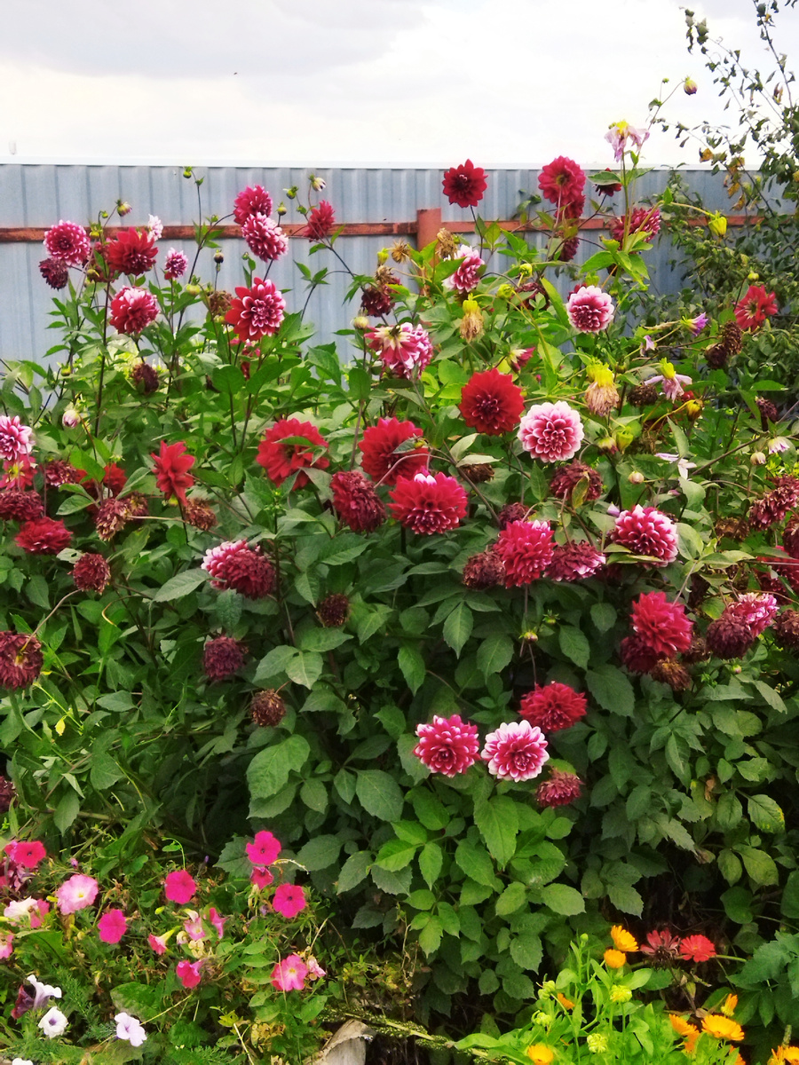 Фот из личного архива автора. Цветы, выращенные моей сестрой