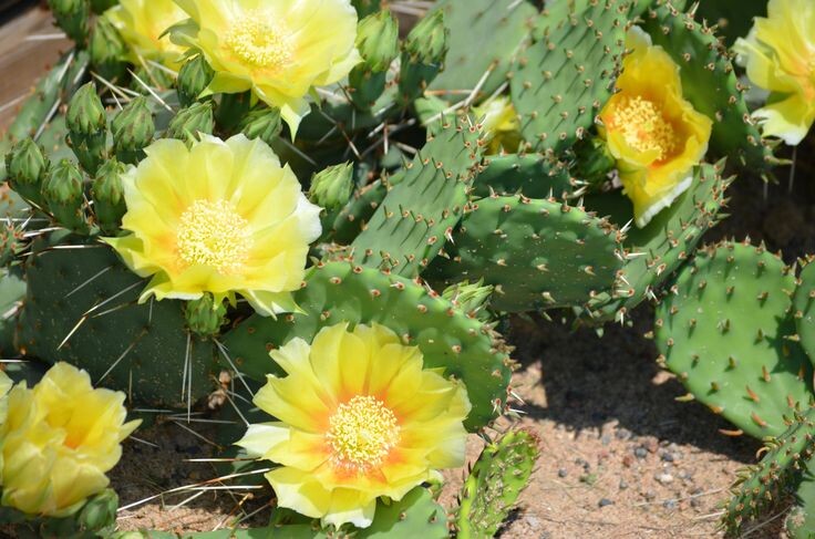 Opuntia humifusa