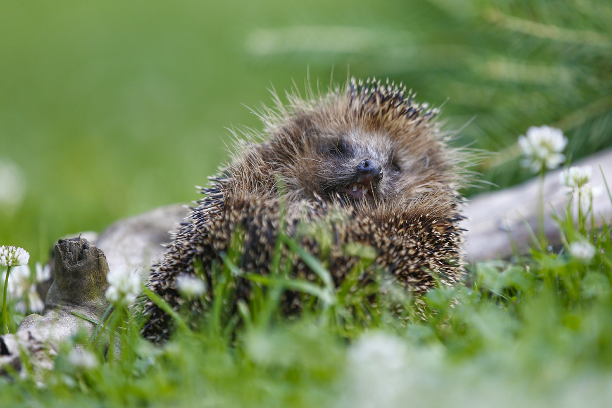 Еж обыкновенный