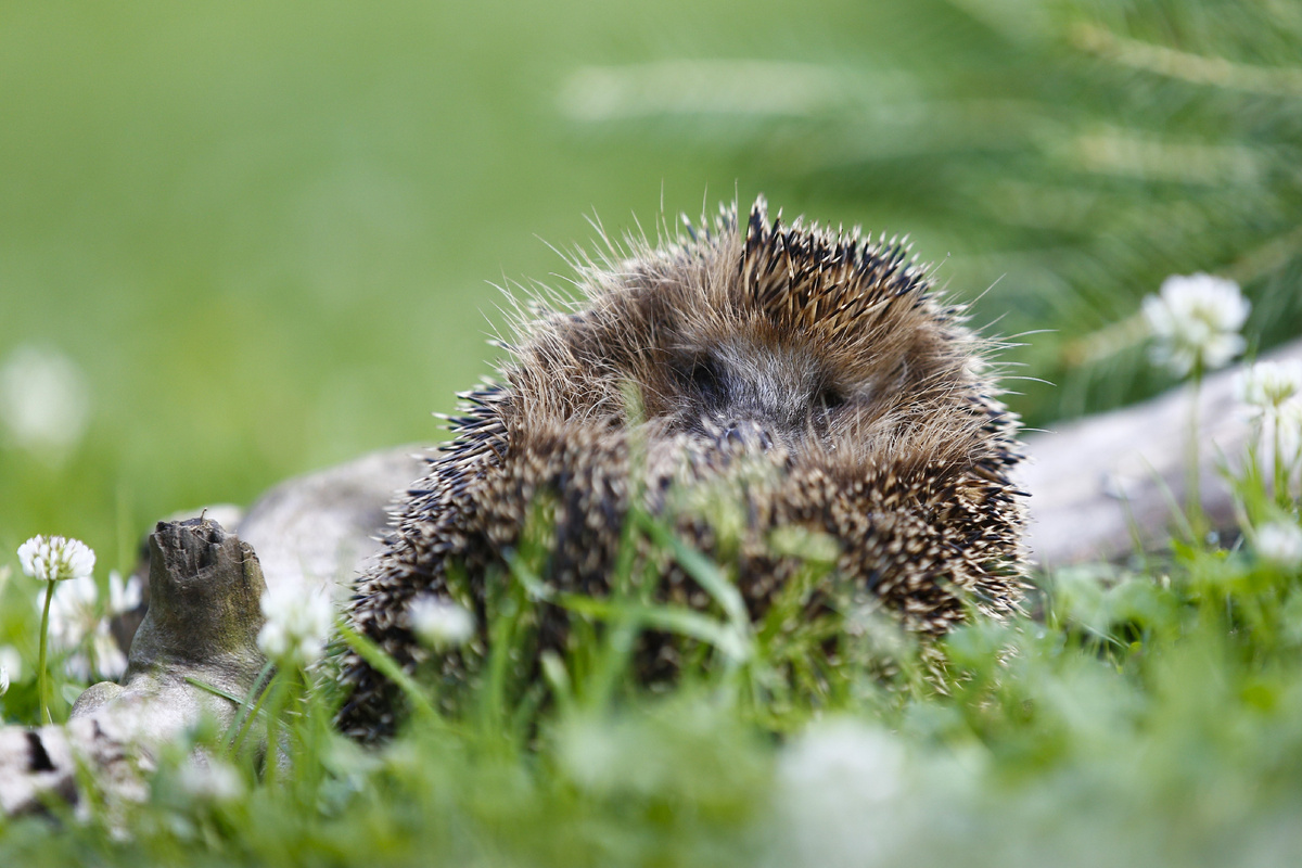 Еж обыкновенный