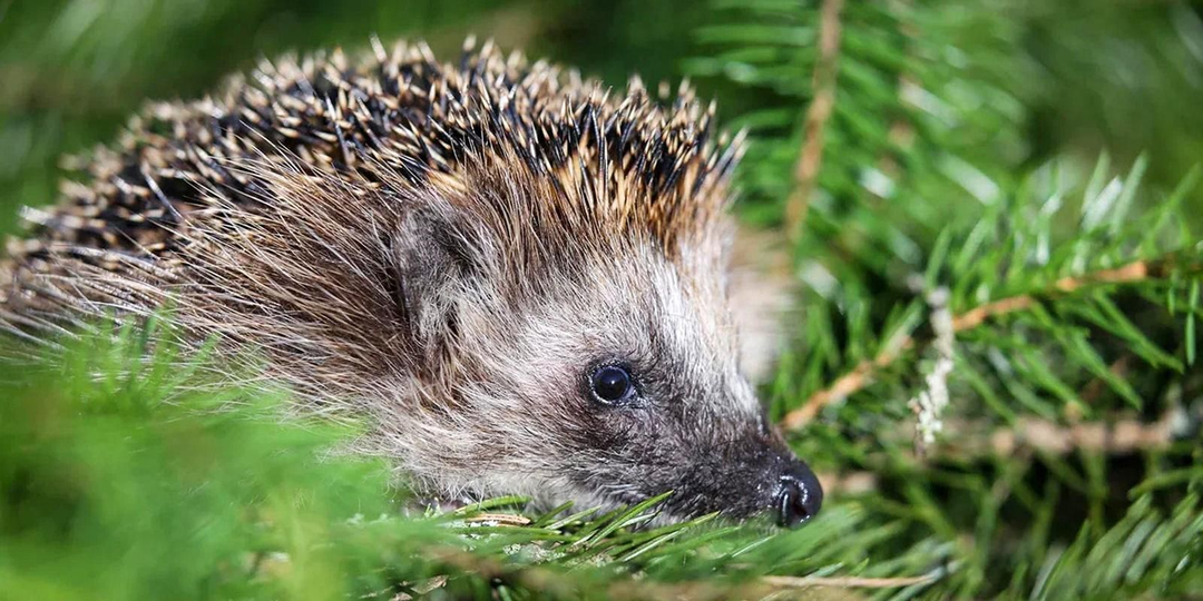 Подросшие ежи осваивают зеленые территории столицы