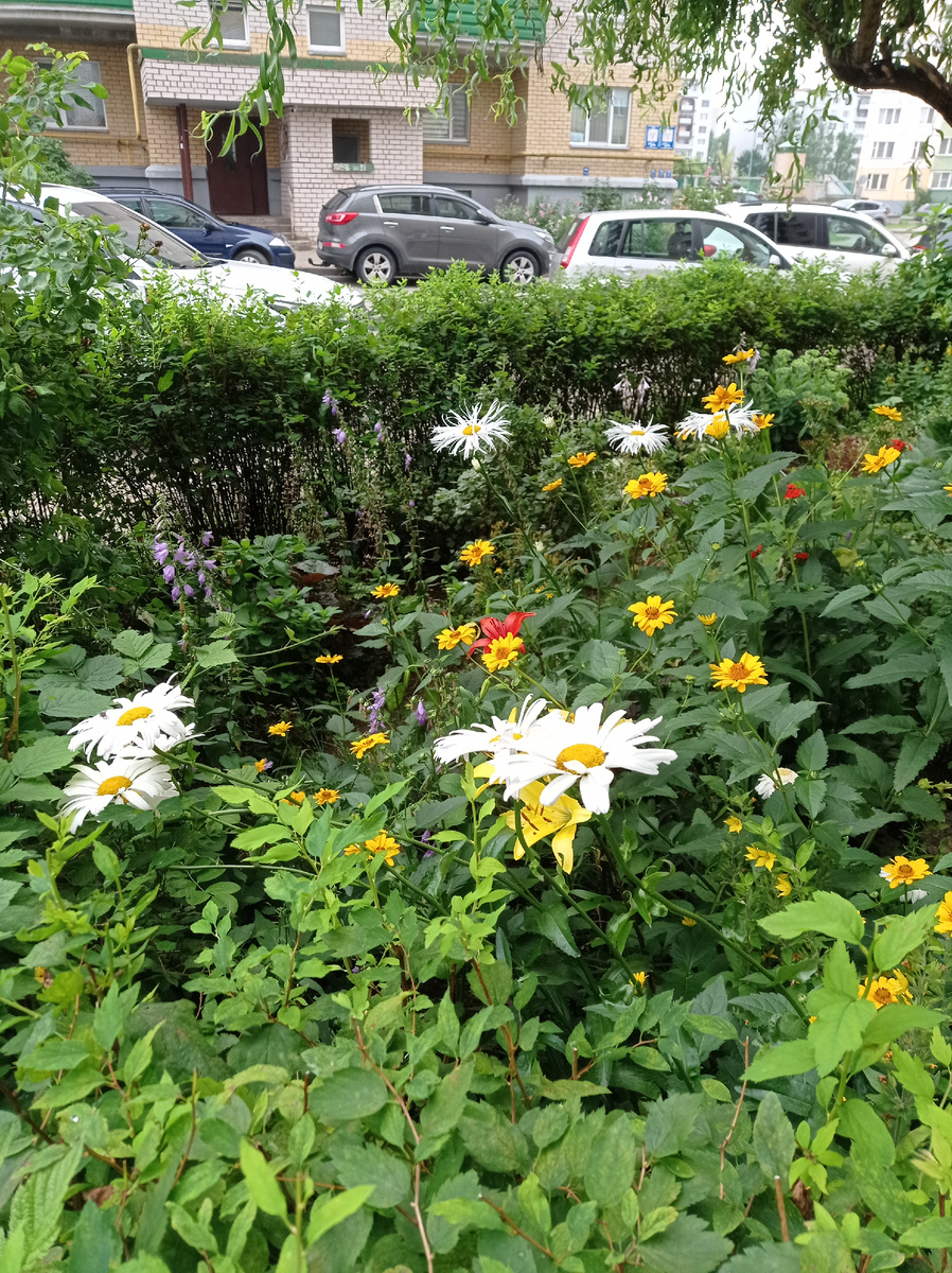 Ромашки с подружками. 