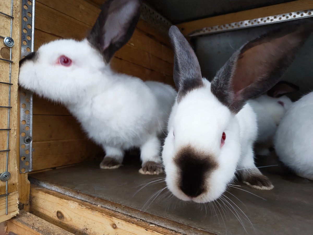 Калифорнийские кролики 3 мес